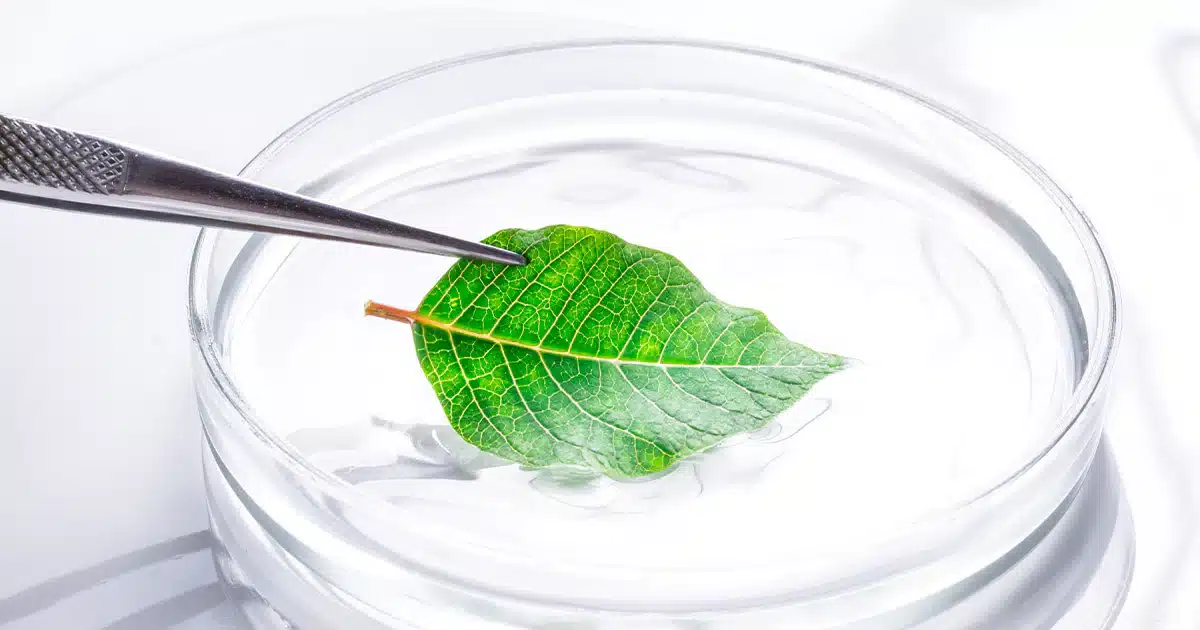 استفاده از برگ گیاه برای استخراج DNA