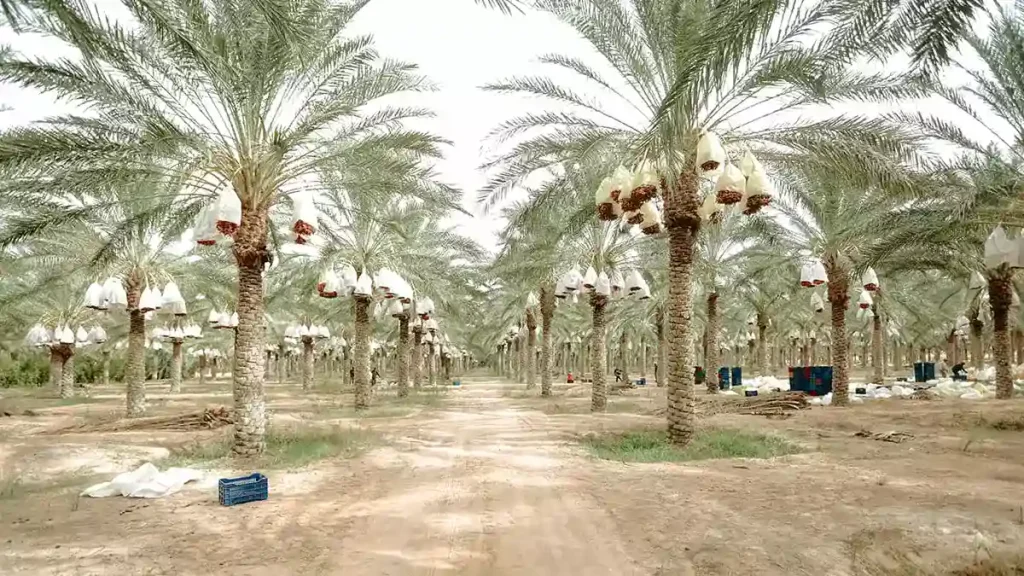 راهنمای کاشت درخت خرما در ایران