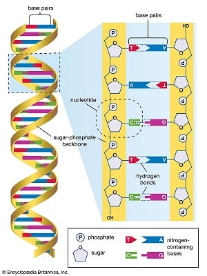 ساختار ژنوم