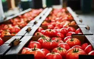 فرآوری تولیدات گیاهی- گوجه