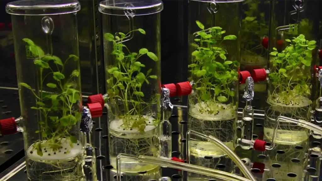 بیوراکتور در کشت بافت