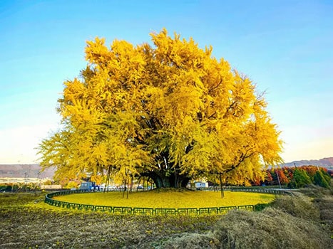 درخت ژینکو