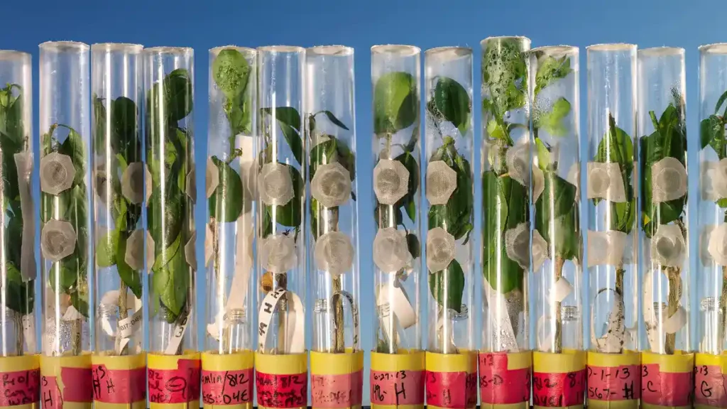 کاربرد کشت بافت در تراریخته