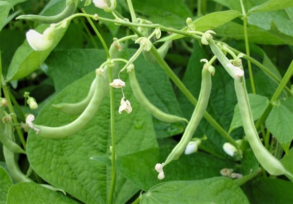 beans plant