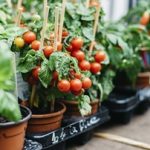 کاشت سبزیجات در منزل