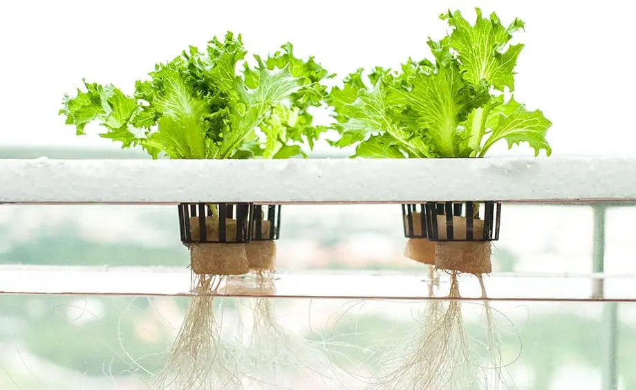 hydroponic tray