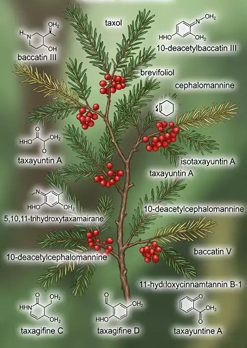 کاربرد متابولیتهای ثانویه گیاهی