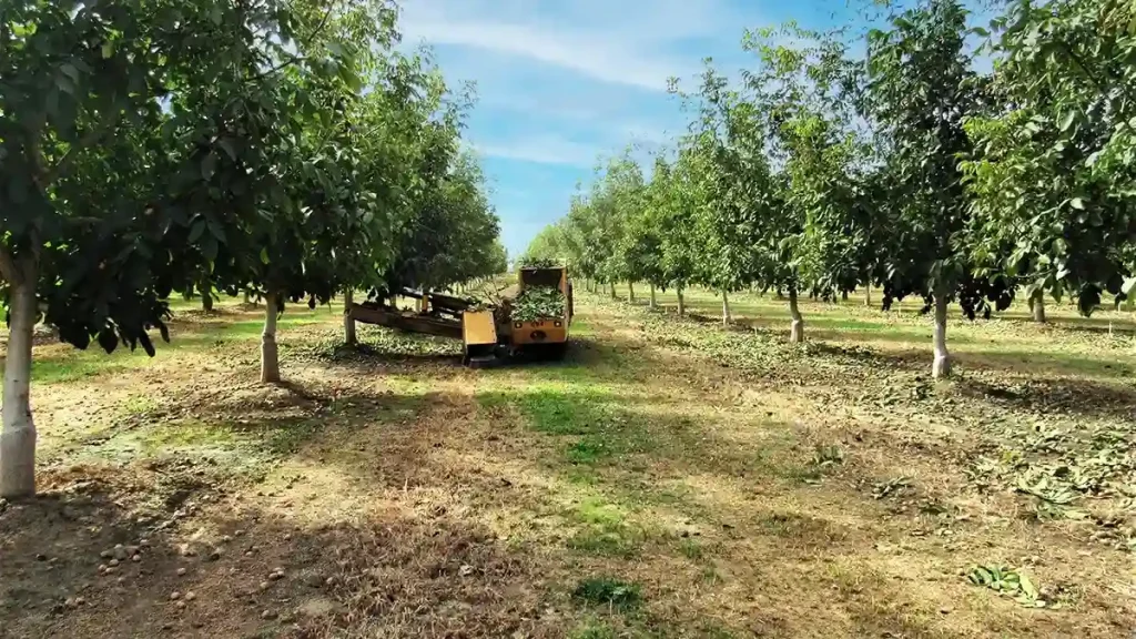 بهترین کود برای گردو