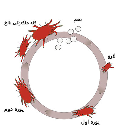 چرخه زندگی کنه عنکبوتی