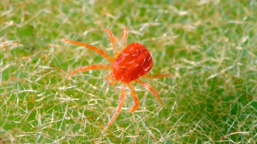 spider mite