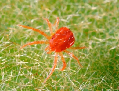 spider mite