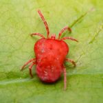 spider mite