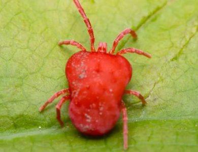 spider mite