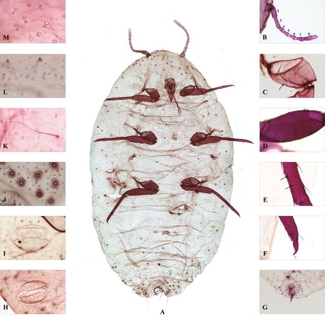 mealybugs