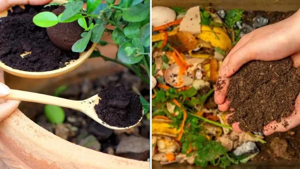 بهترین کودهای ارگانیک