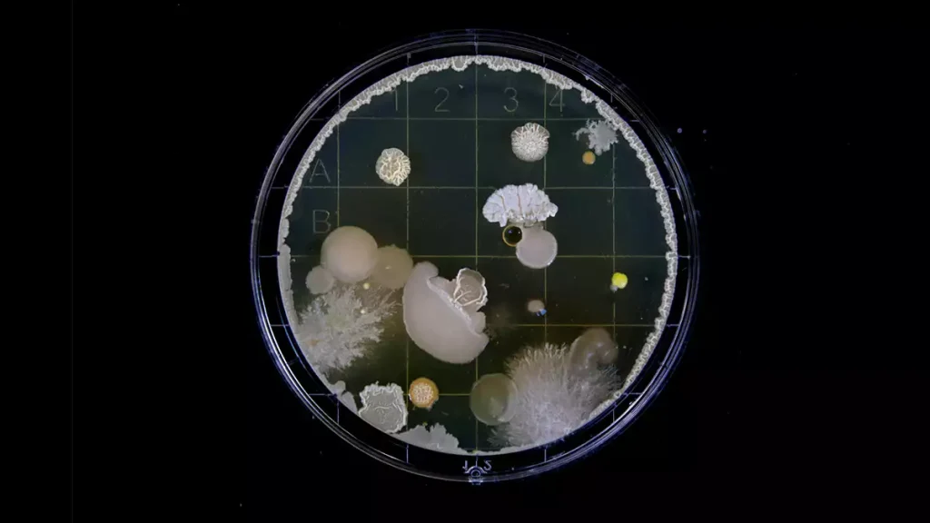 باکتری کش های گیاهی