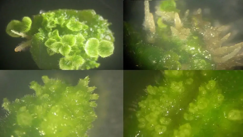 جنین زایی در کشت بافت