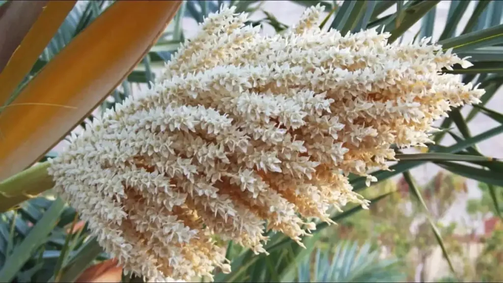 گرده افشانی نخل خرما