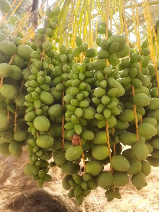 سیس شدن خرما