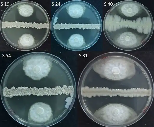 bacteria