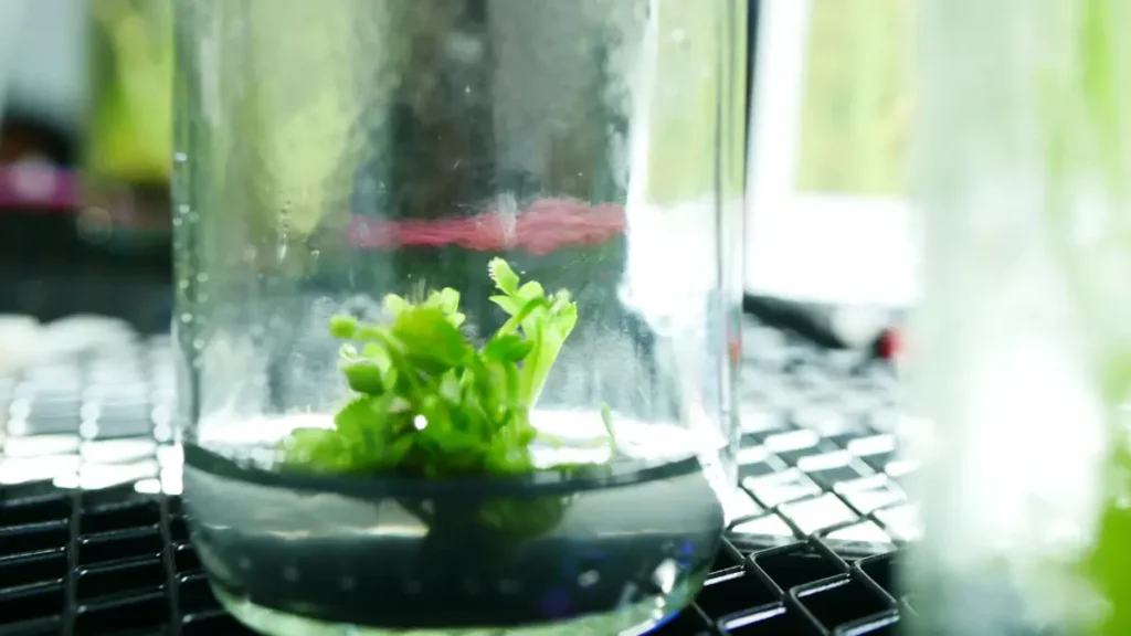 چالش های کشت بافت گیاهی