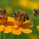سموم خطرناک و کم خطر برای زنبورعسل