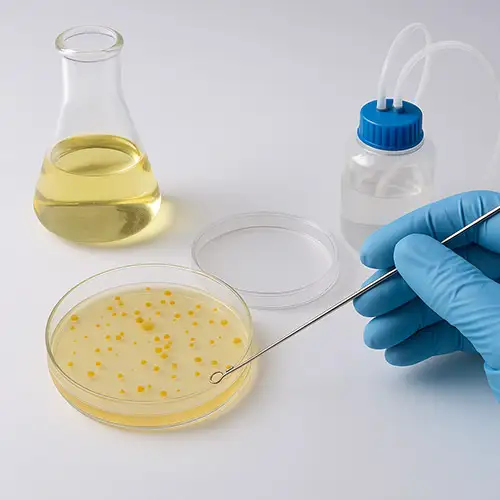 کشت میکروارگانیسم ها