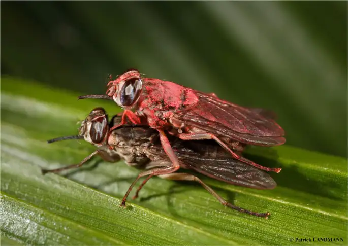 کشاورزی هسته ای