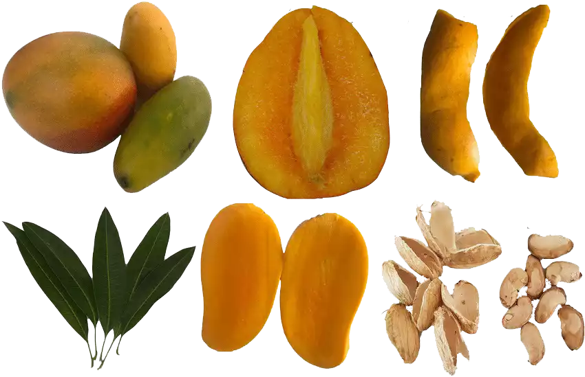 آناتومی انبه