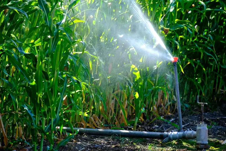 آبیاری تحت فشار بارانی