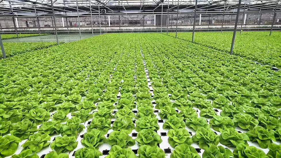 aeroponics