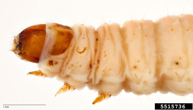 کرم گلوگاه انار