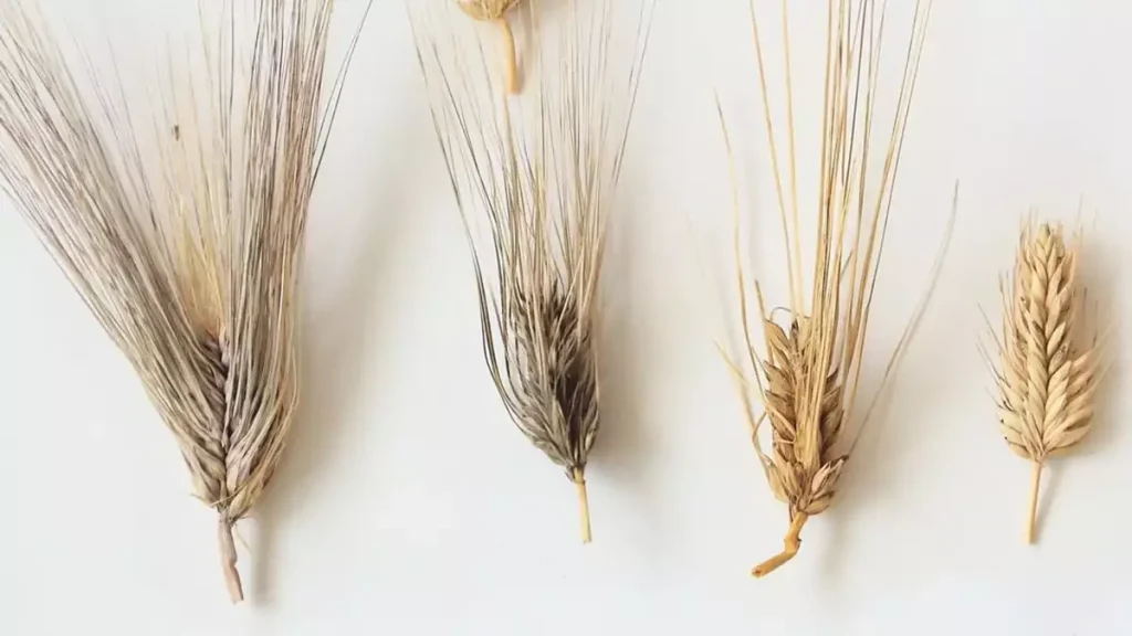 تکامل فرگشت