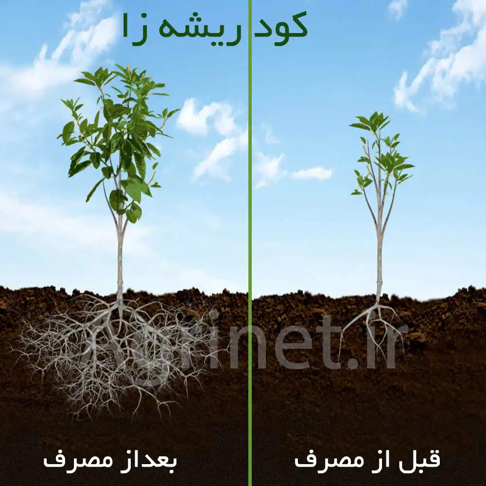 قوی ترین کود ریشه زا