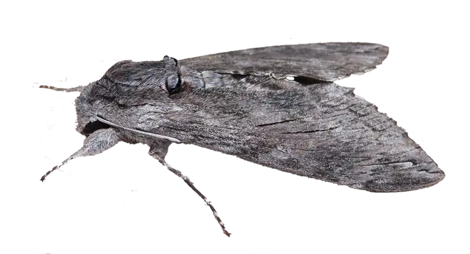 شب پره انار