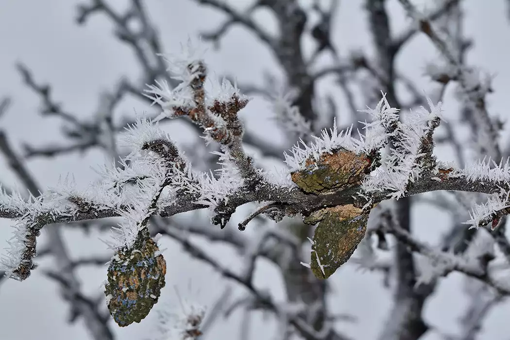جلوگیری از سرمازدگی باغات
