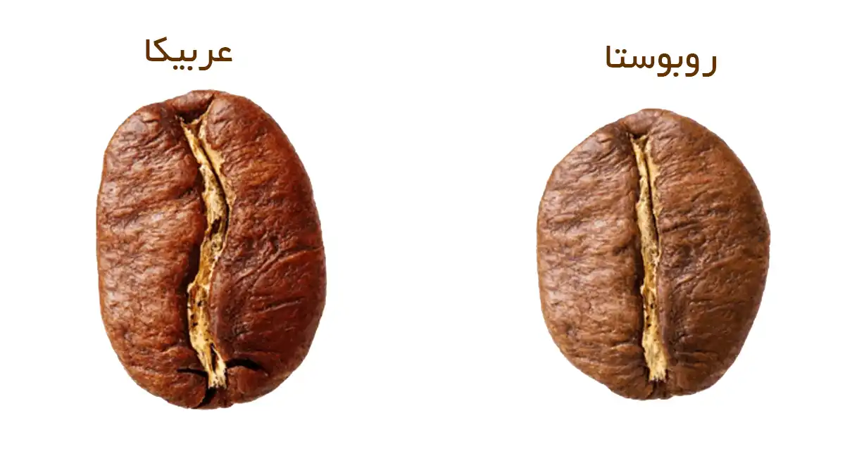 مقایسه قهوه عربیکا و روبوستا