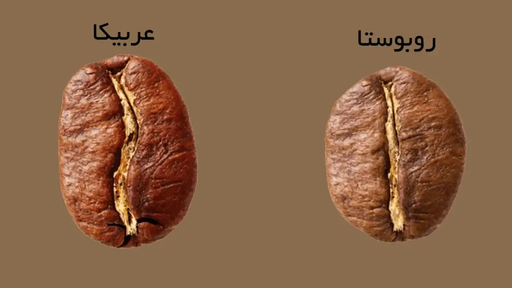مقایسه قهوه عربیکا و روبوستا