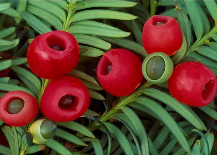 میوه سرخدار