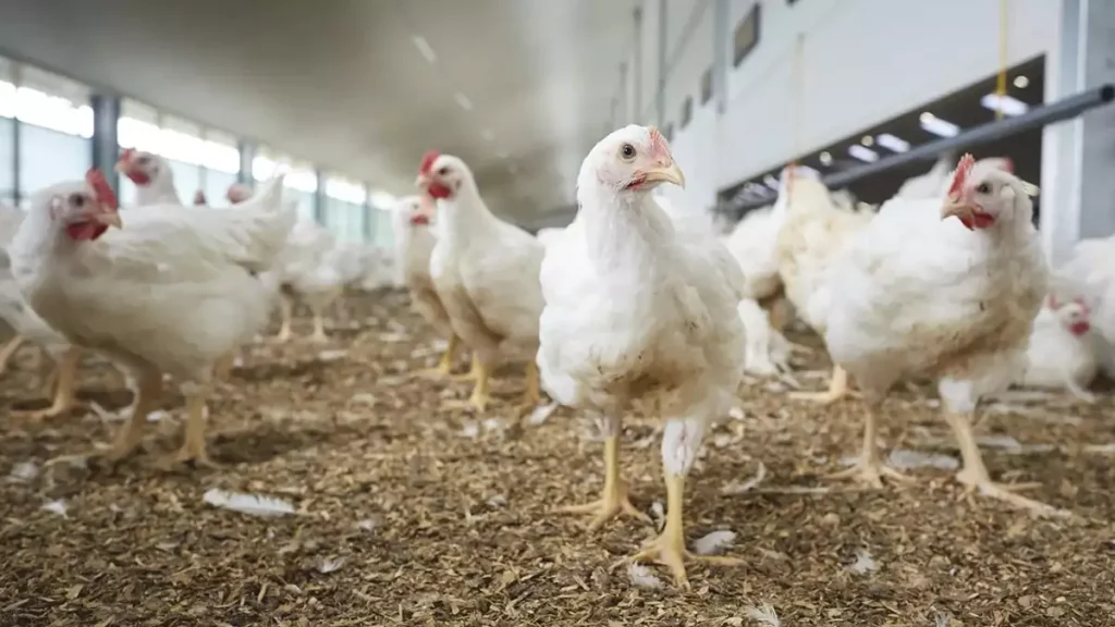 چرا جوجه وزن نمی گیرد؟