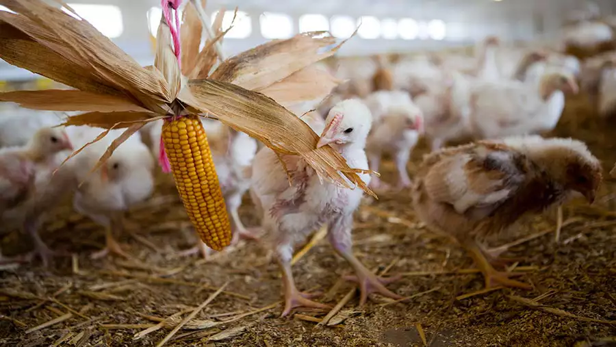 چرا جوجه وزن نمی گیرد؟