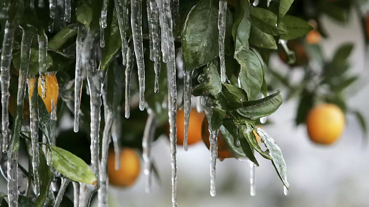جلوگیری از سرمازدگی باغات