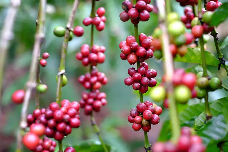 قهوه روبوستا