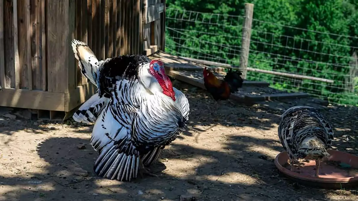 چطور در روستا بوقلمون پرورش دهیم؟