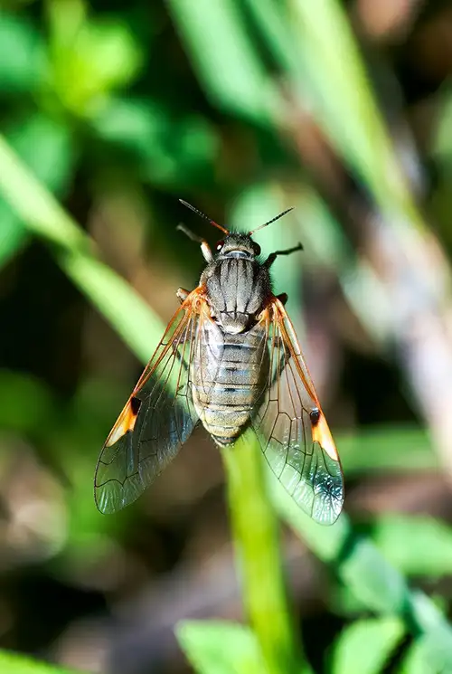 حشره کش سایپر