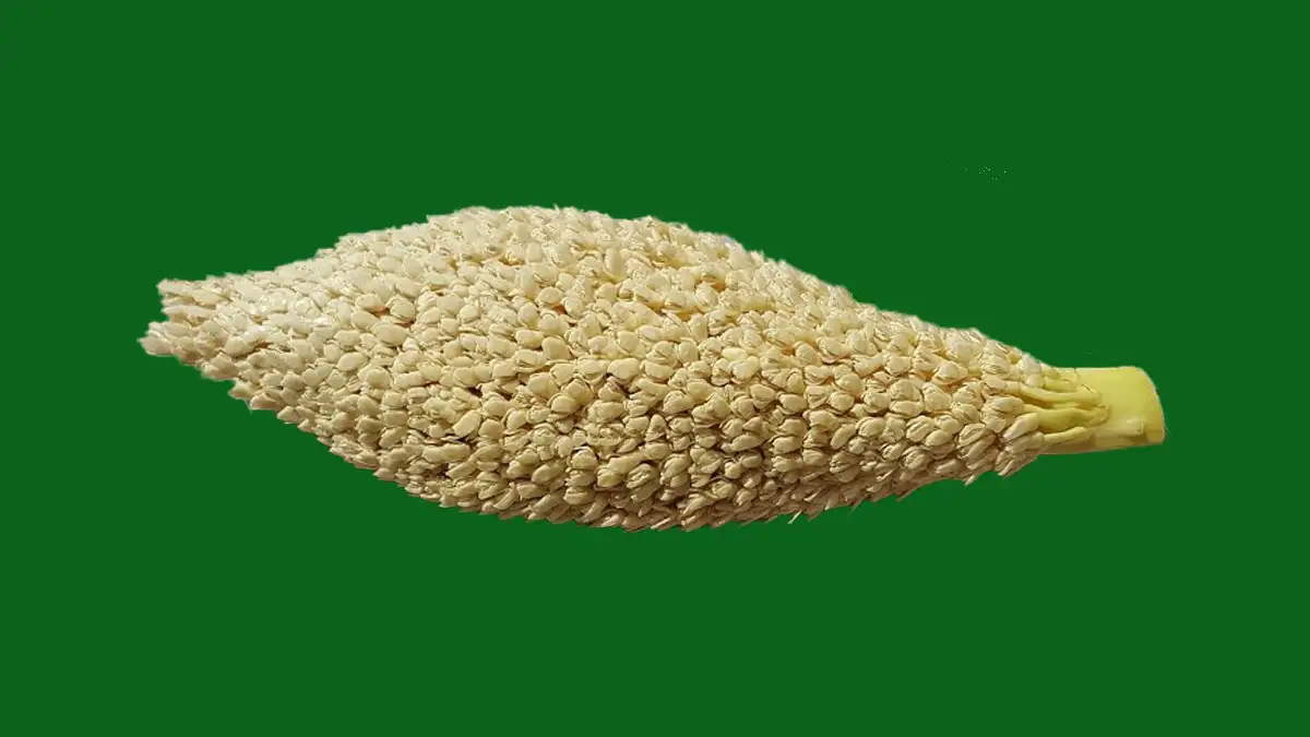 نخل خرما غنامی نر