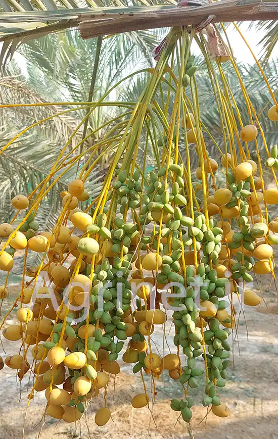 نخل خرما غنامی نر