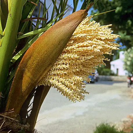 نخل خرما غنامی نر غنامی نر غنامی قرمز