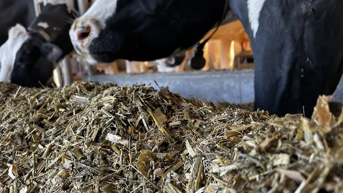 خوراک دام علوفه ای