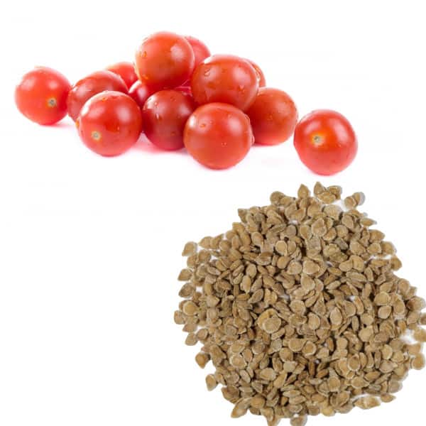 خرید بذر گوجه هیبرید 8320